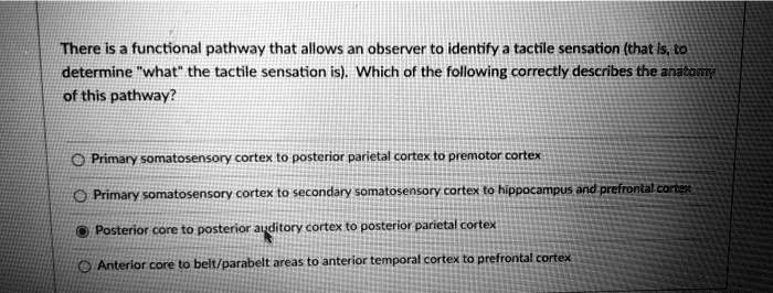 There is a functional pathway that allows an observer to identify a tactile sensation (that is, to
determine "what" the tactile sensation is). Which of the following correctly describes the anatomy
of this pathway?
Primary somatosensory cortex to posterior parietal cortex to premotor cortex
Primary somatosensory cortex to secondary somatosensory cortex to hippocampus and prefrontal cortex
Posterior core to posterior auditory cortex to posterior parietal cortex
Anterior core to belt/parabelt areas to anterior temporal cortex to prefrontal cortex