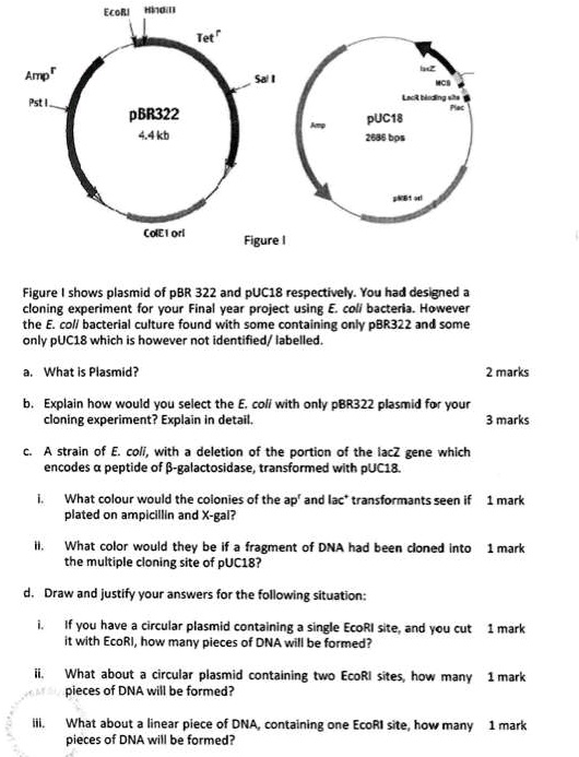 SOLVED Title Plasmid Cloning and DNA Fragment Analysis Text