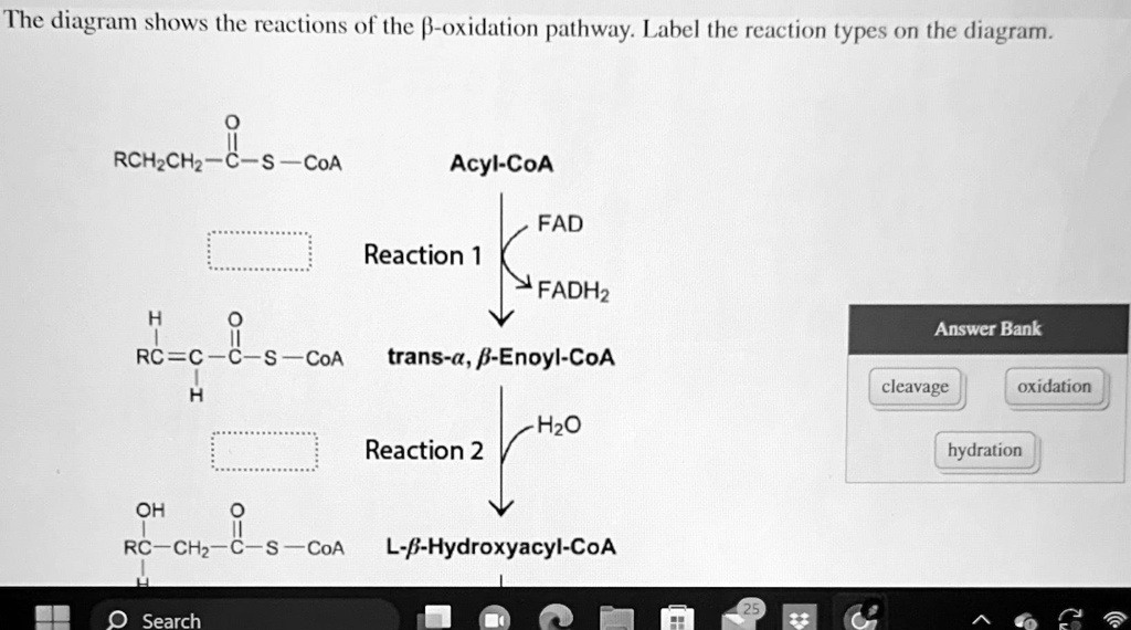 The diagram shows the reactions of the β-oxidation pathway. Label the