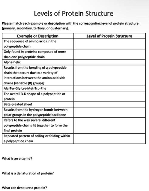 SOLVED: Levels Of Protein Structure Please Match Each Example Or ...