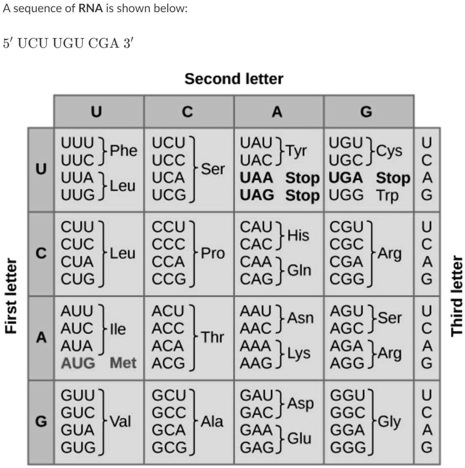 SOLVED: Using the codon chart, what is the sequence of amino acids that ...