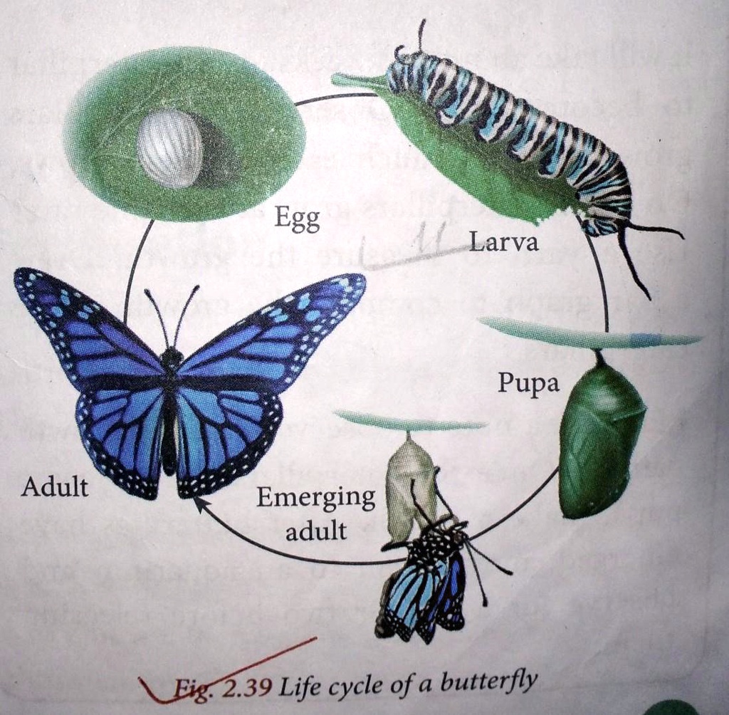 observe carefully all the stages in the life cycle shown above and ...