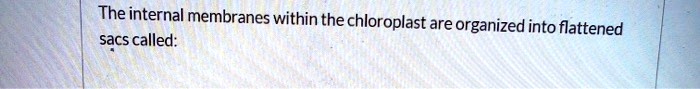 The internal membranes within the chloroplast are organized into flattened sacs called:
