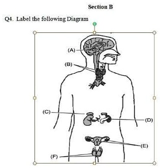 SOLVED: 'Label The Following Diagram Section B Label The Following Diagram'