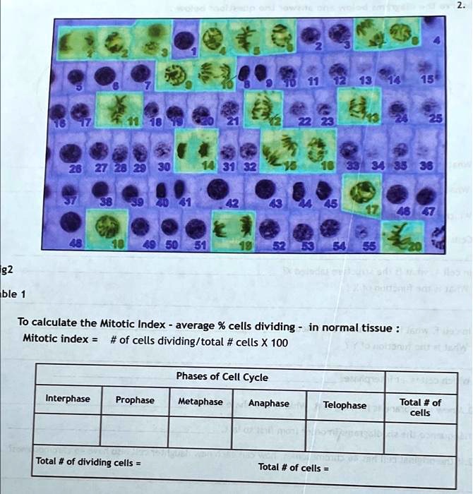SOLVED: To calculate the Mitotic Index, the average percentage of cells ... Biology Diagrams