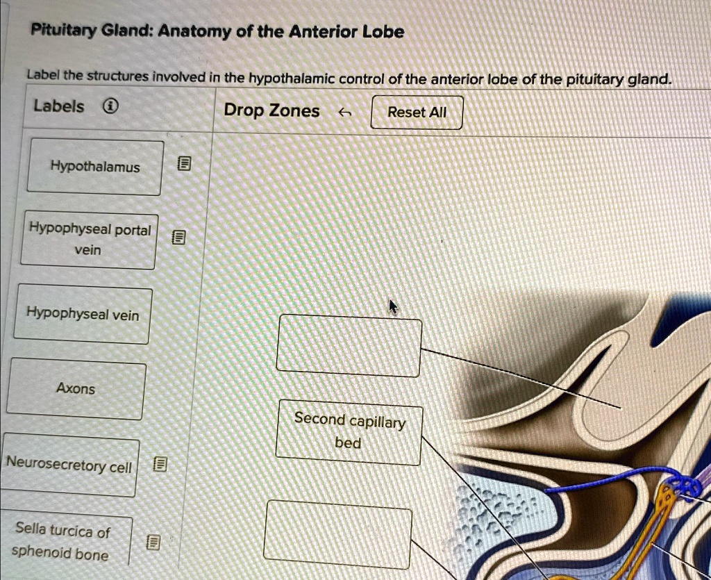 pituitary gland anatomy of the anterior lobe label the structures ...