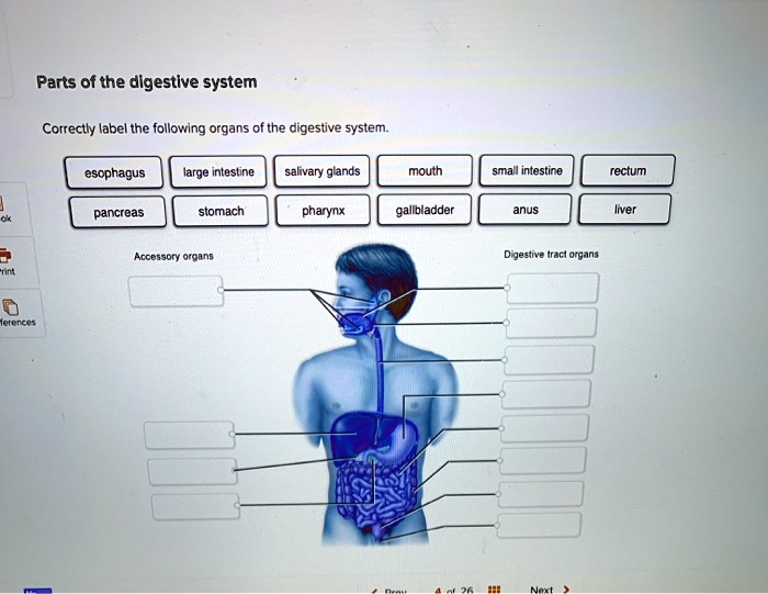 Parts of the digestive system Correctly label the following organs of