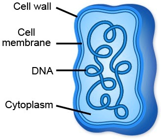 SOLVED: '( NEED HELP FAST!! ) The diagram shows a certain kind of cell ...