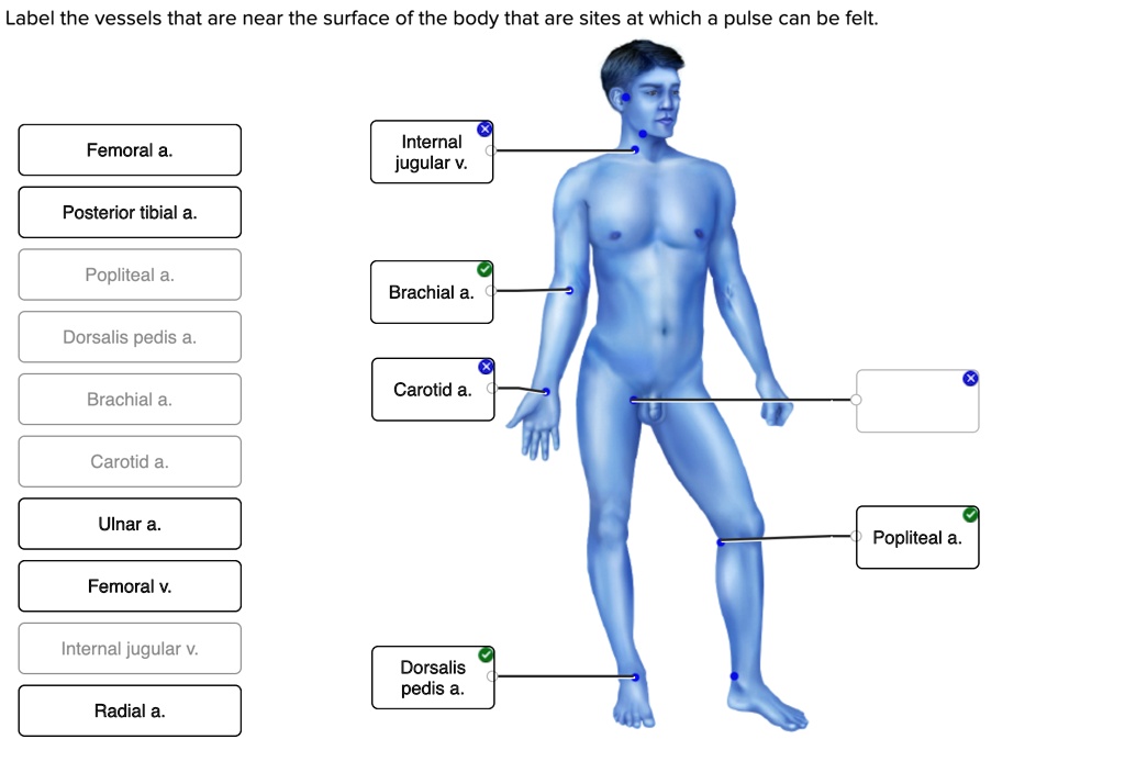 Label the vessels that are near the surface of the body that are sites at which a pulse can be felt.
Femoral a.
Internal jugular v.
Posterior tibial a.
Popliteal a.
Brachial a.
Dorsalis pedis a.
Carotid a.
Ulnar a.
Femoral v.
Radial a.