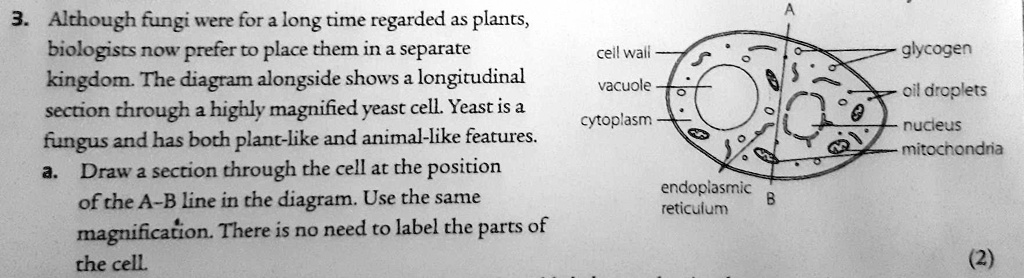 SOLVED: 3. Although fungi Were for a long time regarded 1s plants;  biologists now prefer to place them in separate cell wall kingdom The  diagram alongside shows a longitudinal vacuole section chrough