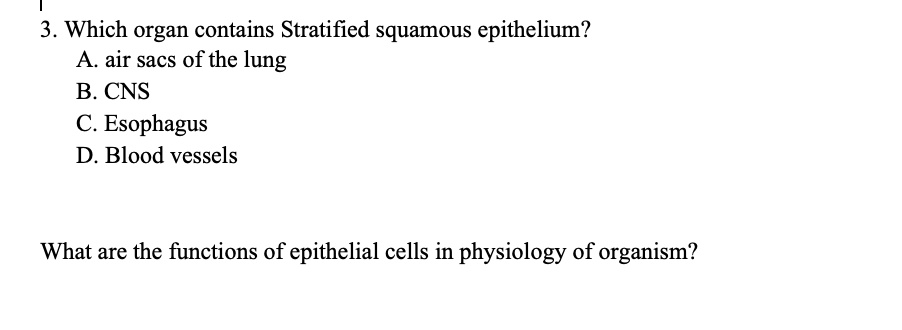 3. Which organ contains Stratified squamous epithelium?
A. air sacs of the lung
B. CNS
C. Esophagus
D. Blood vessels

What are the functions of epithelial cells in physiology of organism?