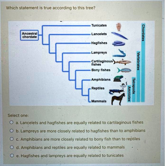 SOLVED Which statement is true according to this tree? Tunicates