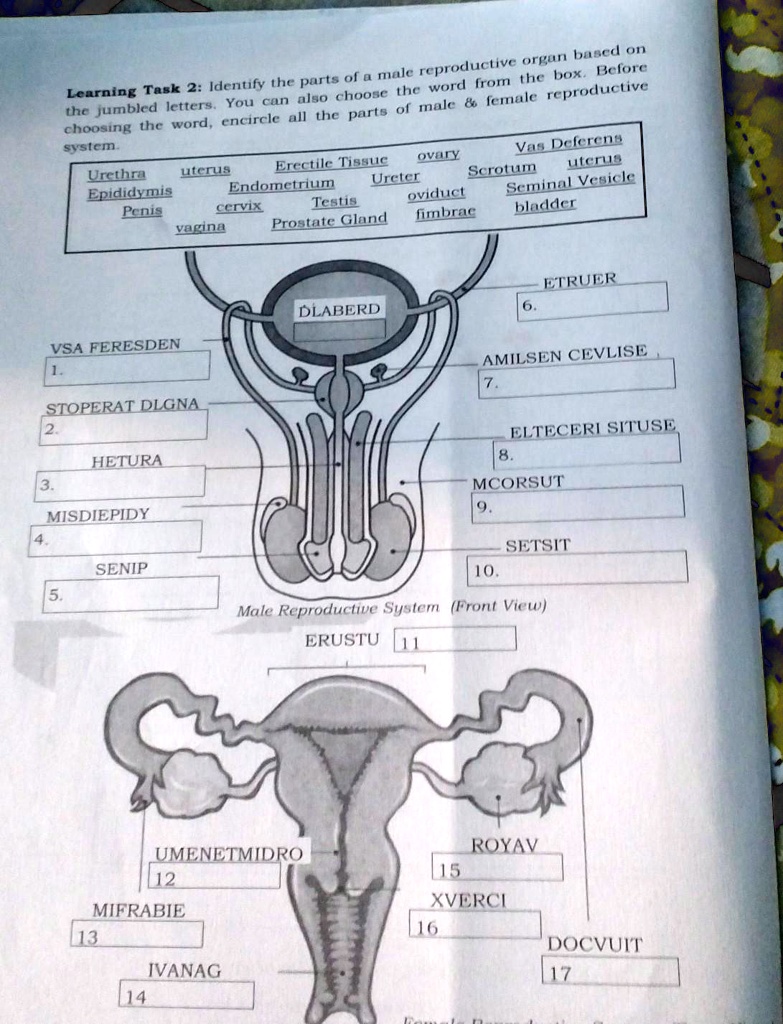 SOLVED: Learning Task 2: Identify the parts of a male reproductive ...