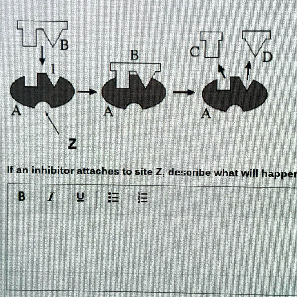 VIDEO solution: 'If an inhibitor attaches to site Z, describe what will ...