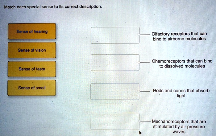 SOLVED: Match each special sense to its correct description Sansa