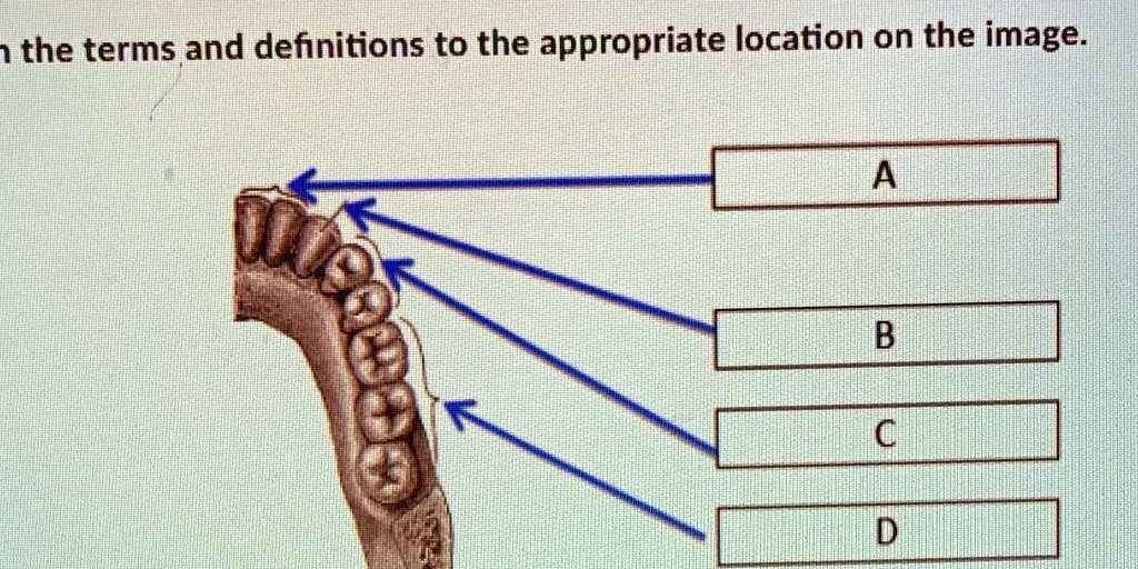 SOLVED 'Alimentary canal and accessory digestive the terms and