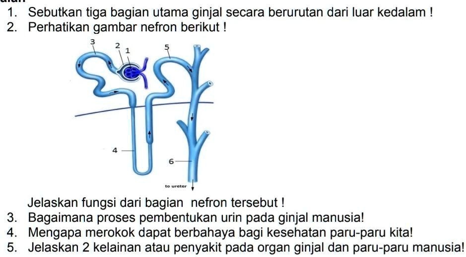 Solved 1 Sebutkan Tiga Bagian Utama Ginjal Secara Berurutan Dari Luar