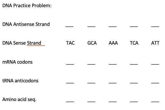 SOLVED: DNA Practice Problem: DNA Antisense Strand DNA Sense Strand TAC ...