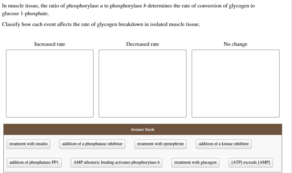 In muscle tissue, the ratio of phosphorylase a to phosphorylase b determines the rate of conversion of glycogen to glucose 1-phosphate.
Classify how each event affects the rate of glycogen breakdown in isolated muscle tissue.

Increased rate
Decreased rate
No change

Answer Bank
treatment with insulin
addition of a phosphatase inhibitor
treatment with epinephrine
addition of a kinase inhibitor
addition of phosphatase PP1
AMP allosteric binding activates phosphorylase b
treatment with glucagon
[ATP] exceeds [AMP]
