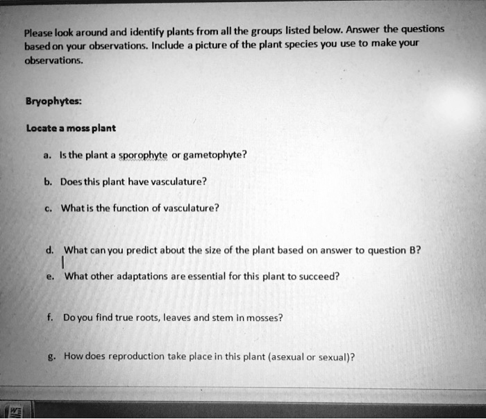 Please look around and identify plants from all the groups listed below