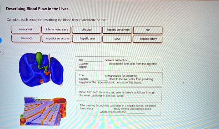 Describing Blood Flow in the Liver Complete each sentence describing ...