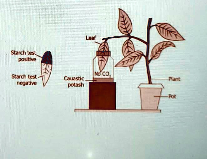 E. A Student Sets Up An Experiment To Study The Photosynthesis In ...