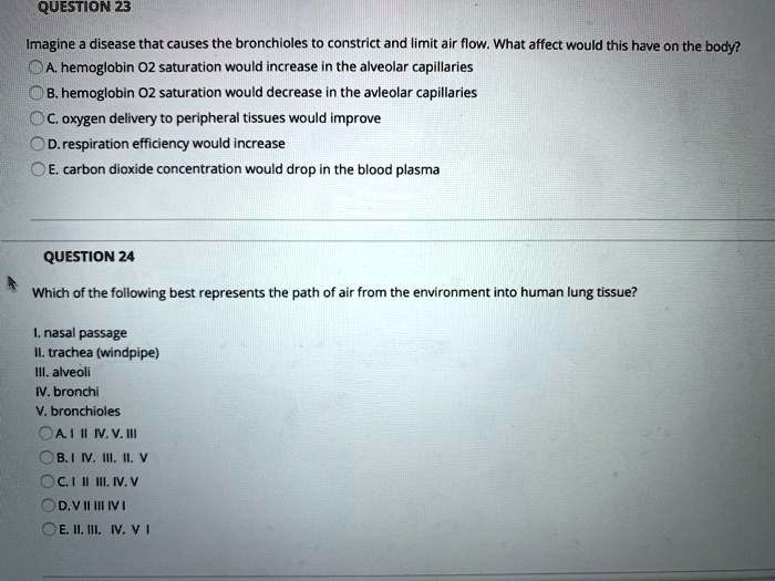 QUESTION 23
Imagine a disease that causes the bronchioles to constrict and limit air flow. What affect would this have on the body?
A. hemoglobin O2 saturation would increase in the alveolar capillaries
B. hemoglobin O2 saturation would decrease in the avleolar capillaries
C. oxygen delivery to peripheral tissues would improve
D. respiration efficiency would increase
E. carbon dioxide concentration would drop in the blood plasma

QUESTION 24
Which of the following best represents the path of air from the environment into human lung tissue?

I. nasal passage
II. trachea (windpipe)
III. alveoli
IV. bronchi
V. bronchioles
A. I II IV. V. III
B. I IV. III. II. V
C. I II III. IV. V
D. V III IV I
E. II. III. IV. V I