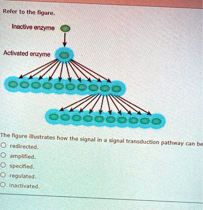 SOLVED: Refer to the figure Inactive enzyme Activated enzyme oooooe 00 ...