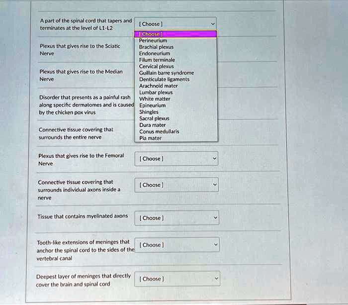 SOLVED Texts A part of the spinal cord that tapers and terminates at