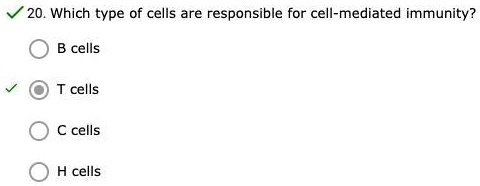 20. Which type of cells are responsible for cell-mediated immunity?
B cells
T cells
C cells
H cells