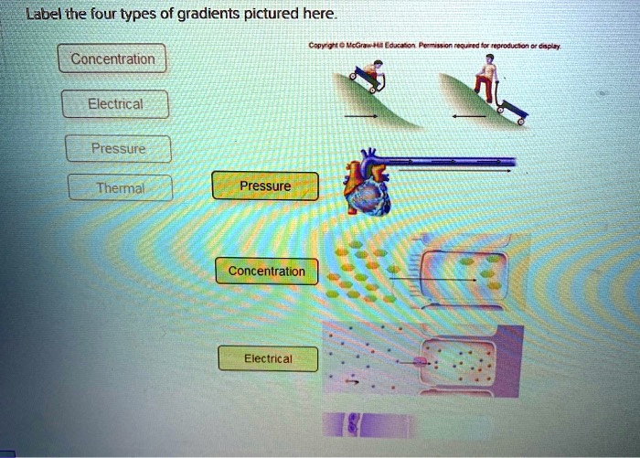 SOLVED Label the four types of gradients pictured here Copyright Mc