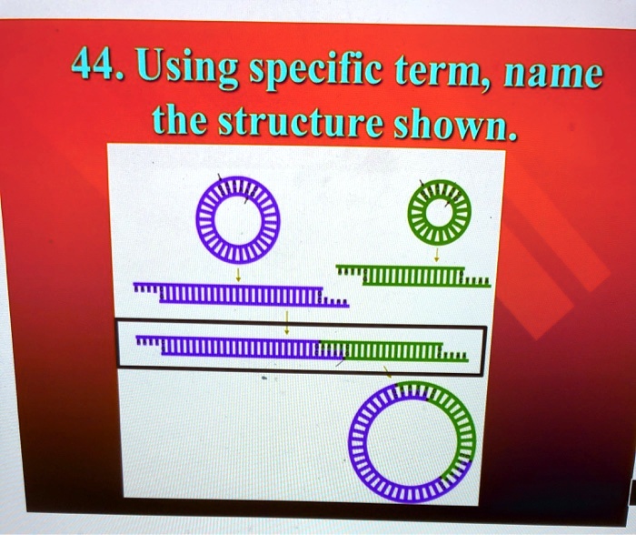 SOLVED: 44. Using specific term; name the structure shown: