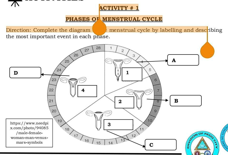 SOLVED: ACTIVITY #1 PHASES OF MENSTRUAL CYCLE Direction: Complete the ...