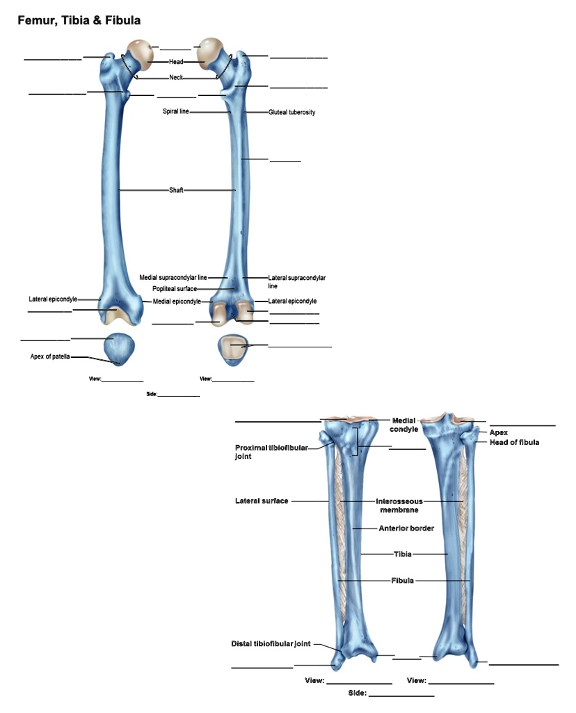 SOLVED: Femur, Tibia Fibula Head Neck Spiral line - Gluteal tuberosity ...