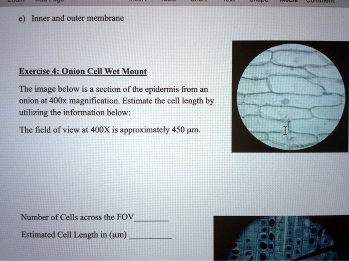 SOLVEDInner and outer membrane Exercise 4i Onion Cell Wet Mount The