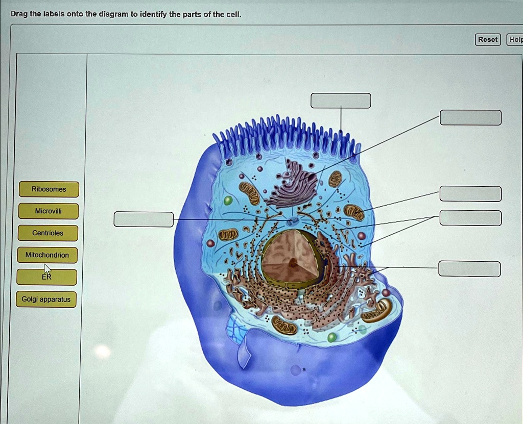 SOLVED: Drag the labels onto the diagram to identify the parts of the ...