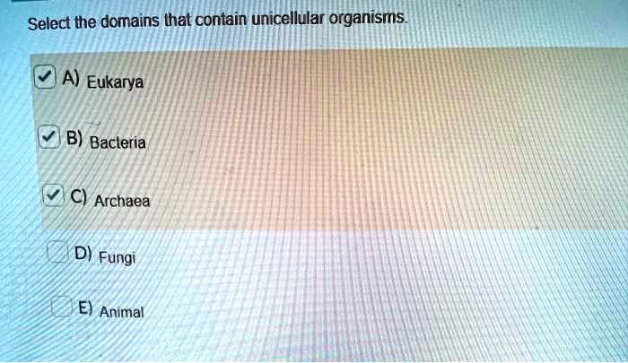 Solved:select The Domains That Contain Unicellular Organisms A) Eukarya  Bacteria Archaea Animal Fungi Solved:select The Domains That Contain Unicellular Organisms A) Eukarya  Bacteria Archaea Animal Fungi