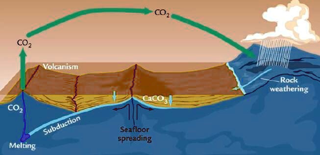 SOLVED: Which part of the carbon cycle is shown in the above diagram ...