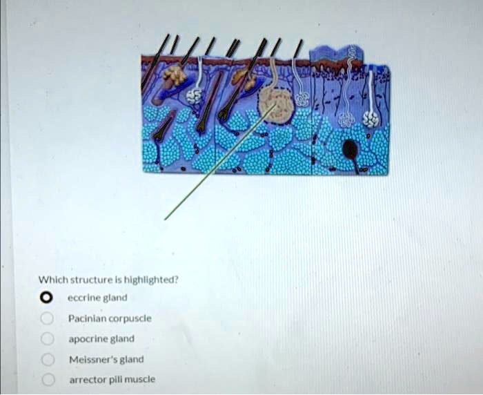 SOLVED: Which structure is highlighted? eccrine gland Pacinian ...