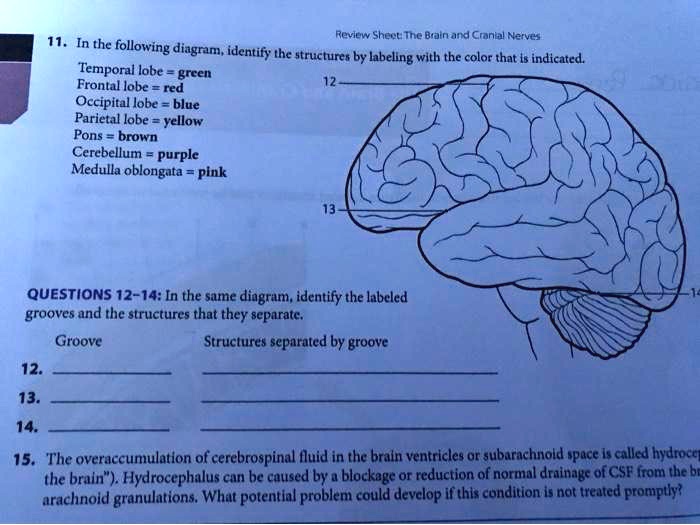 Solved Review Sheet The Brain And Cranial Nerves Temporal Lobe