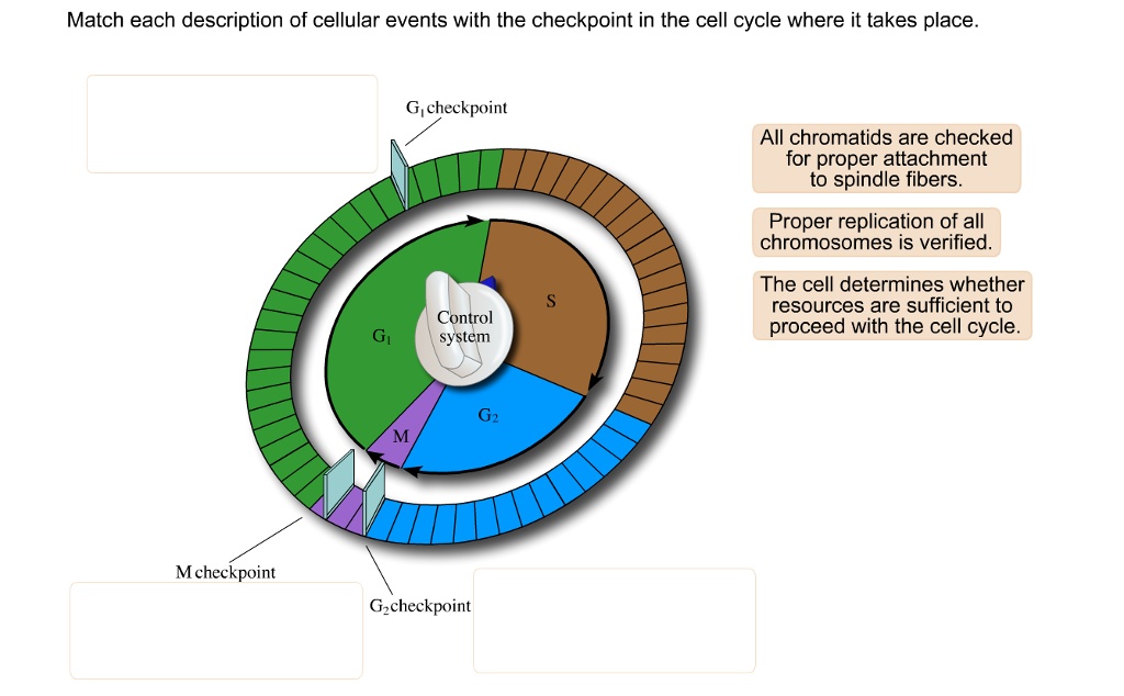 Match each description of cellular events with the...