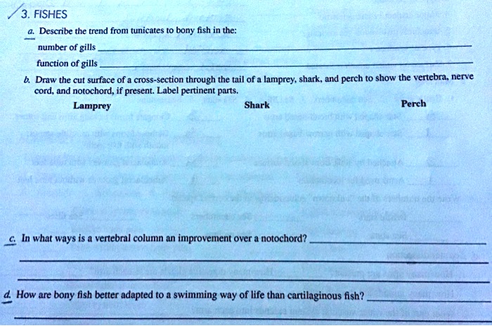 3. FISHES
a. Describe the trend from tunicates to bony fish in the:
number of gills
function of gills
b. Draw the cut surface of a cross-section through the tail of a lamprey, shark, and perch to show the vertebra, nerve cord, and notochord, if present. Label pertinent parts.
Lamprey
Shark
Perch
c. In what ways is a vertebral column an improvement over a notochord?
d. How are bony fish better adapted to a swimming way of life than cartilaginous fish?