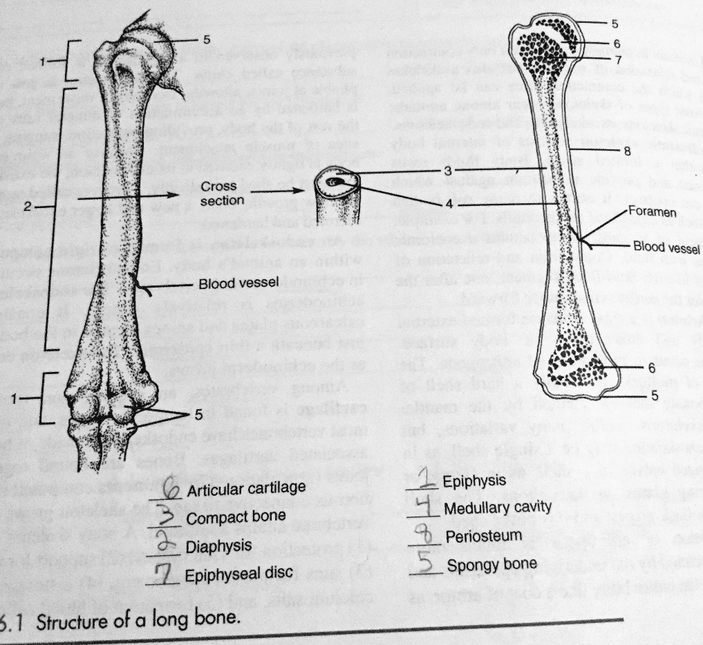 SOLVED Cross section Foramen Blood vessel Blood vessel Articular