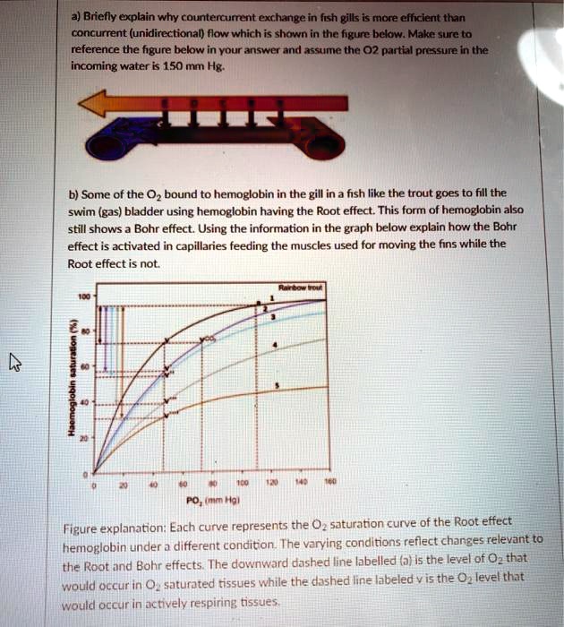 SOLVED a) Briefly explain why countercurrent exchange in fish gills is