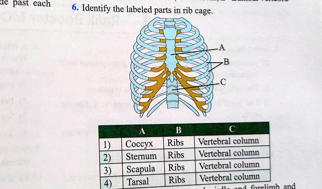 SOLVED: past each 6. Identify the labeled parts in rib cage. able[[,A,B ...