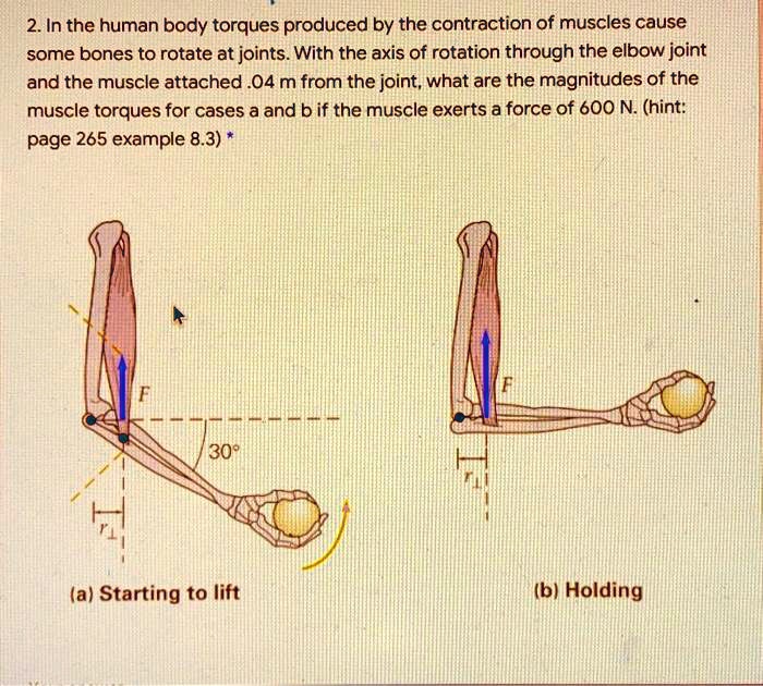 SOLVED: 2 In The Human Body Torques Produced By The Contraction Of