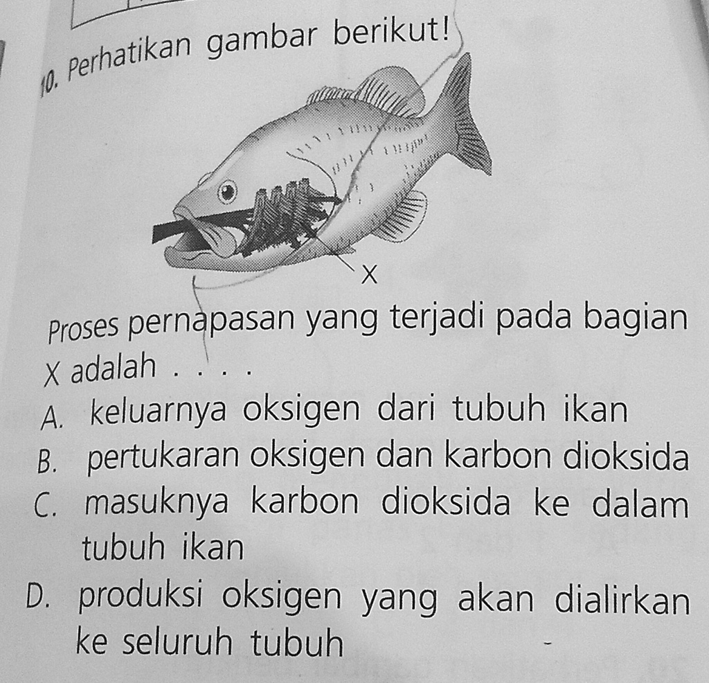 Solved Proses Pernapasan Yang Terjadi Pada Bagian X Adalah Gambar