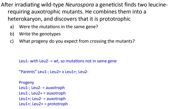After irradiating wild-type Neurospora a geneticist finds two leucine-requiring auxotrophic mutants. He combines them into a heterokaryon, and discovers that it is prototrophic
a) Were the mutations in the same gene?
b) Write the genotypes
c) What progeny do you expect from crossing the mutants?

Leu1- with Leu2- = wt, so mutations not in same gene

"Parents" Leu1-; Leu2+ x Leu1+; Leu2-

Progeny
Leu1-; Leu2- = auxotroph
Leu1-; Leu2+ = auxotroph
Leu1+; Leu2- = auxotroph
Leu1+; Leu2+ = prototroph