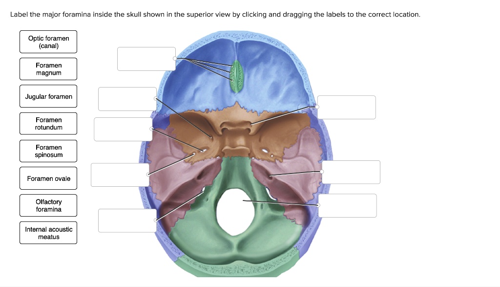 Solved Label The Major Foramina Inside The Skull Shown In The Superior View By Clicking And 9533