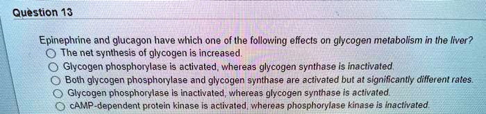 Epinephrine and glucagon have which one of the following effects on glycogen metabolism in the liver?
The net synthesis of glycogen is increased.
Glycogen phosphorylase is activated, whereas glycogen synthase is inactivated.
Both glycogen phosphorylase and glycogen synthase are activated but at significantly different rates.
Glycogen phosphorylase is inactivated, whereas glycogen synthase is activated.
cAMP-dependent protein kinase is activated, whereas phosphorylase kinase is inactivated.